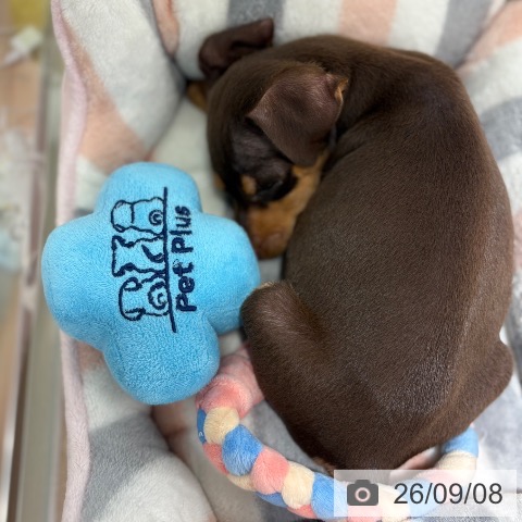 兵庫県のミニチュアピンシャー (ペットプラス 神戸三宮店/2026年7月8日生まれ/男の子/チョコレートタン)の子犬の4枚目の画像