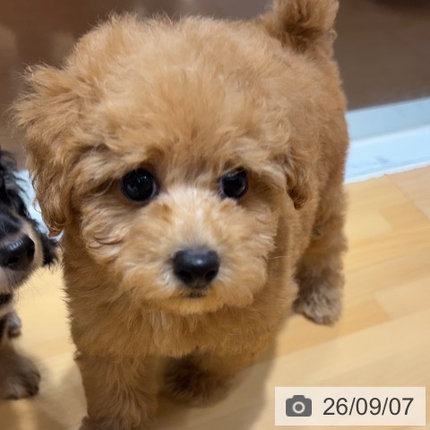 トイ・プードルの写真