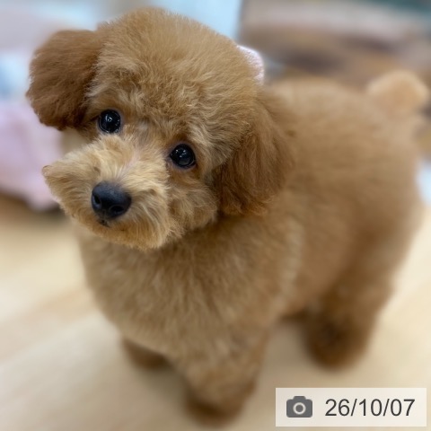 京都府のトイプードル(トイ) (ペットプラス 醍醐店/2026年7月4日生まれ/男の子/オレンジフォーン)の子犬の4枚目の画像