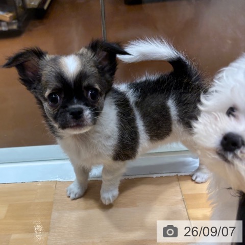 チワワの写真