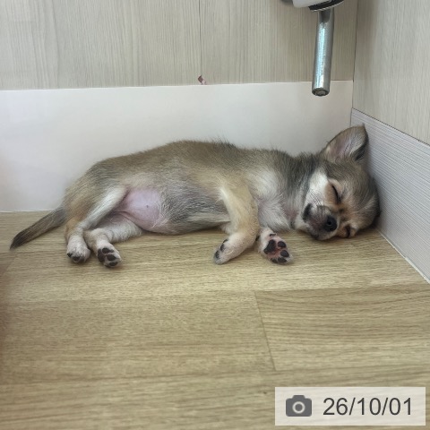 兵庫県のチワワ(ロング) (ペットプラス 姫路大津店/2026年7月7日生まれ/女の子/レッドホワイト)の子犬の3枚目の画像