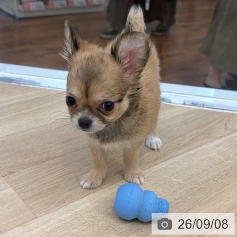 チワワの写真