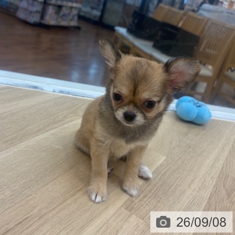 チワワの写真