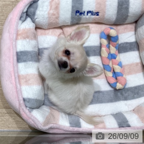 岩手県のチワワ(ロング) (ペットプラス 盛岡南店/2026年7月8日生まれ/女の子/クリームホワイト)の子犬の3枚目の画像