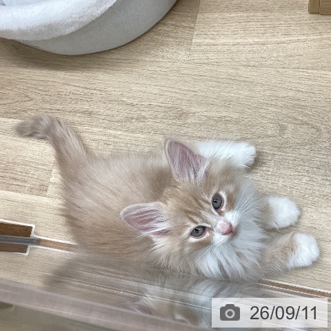 岩手県のノルウェージャンフォレストキャット (ペットプラス 盛岡南店/2026年7月9日生まれ/男の子/クリームタビーホワイト)の子猫の4枚目の画像