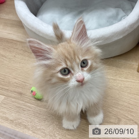 岩手県のノルウェージャンフォレストキャット (ペットプラス 盛岡南店/2026年7月9日生まれ/男の子/クリームタビーホワイト)の子猫の3枚目の画像
