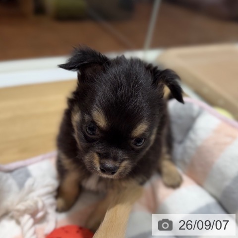 チワワの写真