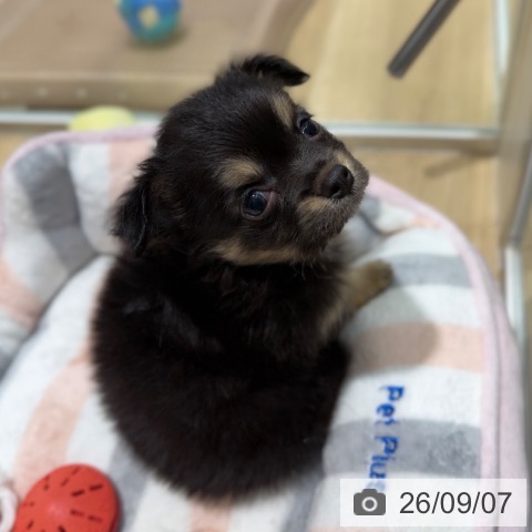 チワワの写真