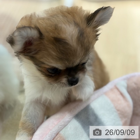 チワワの写真