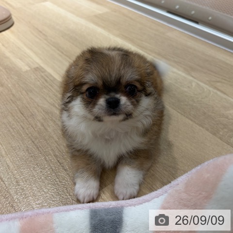チワワの写真