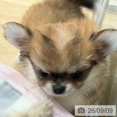 チワワの写真