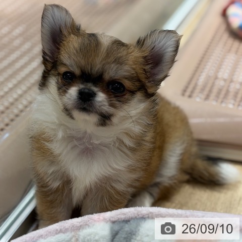 チワワの写真