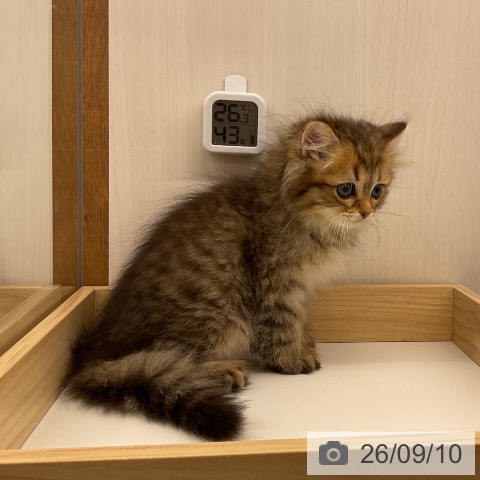 ラガマフィンの写真