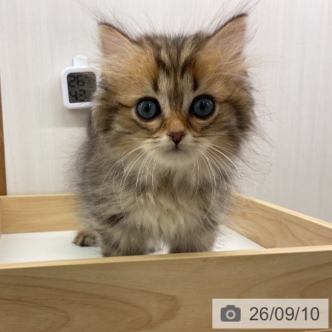ラガマフィンの写真