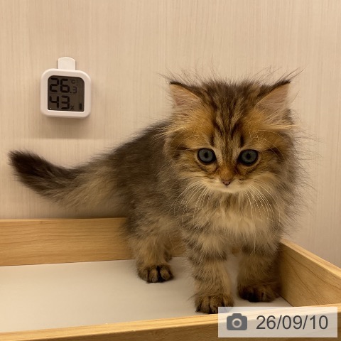 ラガマフィンの写真