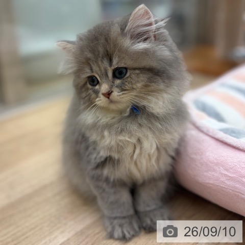 ラガマフィンの写真