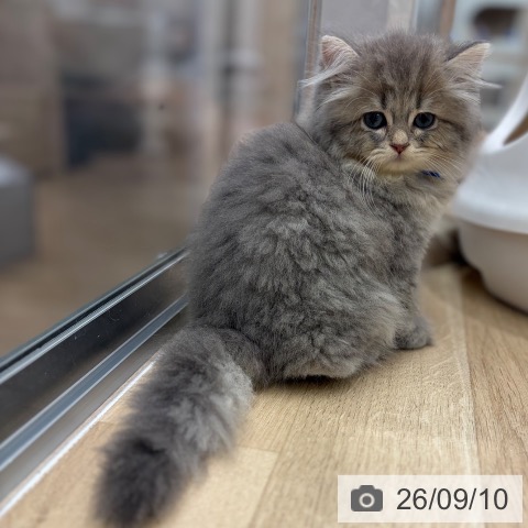 ラガマフィンの写真