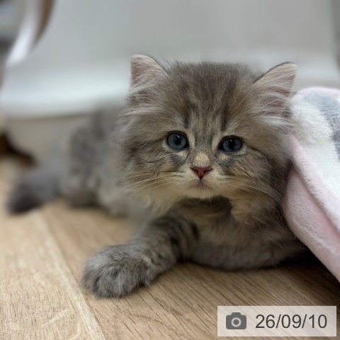 ラガマフィンの写真