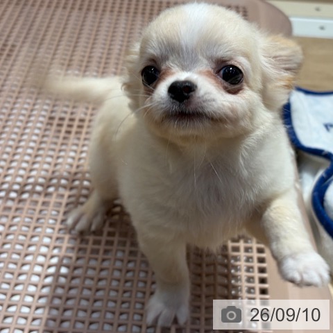 チワワの写真
