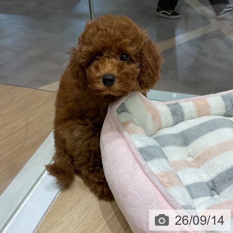 青森県のトイプードル(トイ) (ペットプラス 青森浜田店/2026年7月10日生まれ/女の子/レッド)の子犬の4枚目の画像