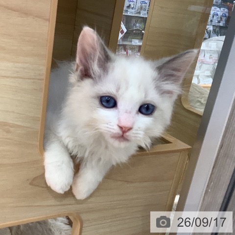 大阪府のラグドール (ペットプラス りんくう泉南店/2026年7月10日生まれ/男の子/ブルーポイントバイカラー)の子猫の4枚目の画像