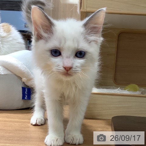 大阪府のラグドール (ペットプラス りんくう泉南店/2026年7月10日生まれ/男の子/ブルーポイントバイカラー)の子猫の3枚目の画像