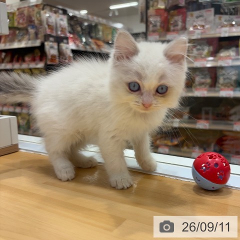 大阪府のラグドール (ペットプラス 堺鉄砲町店/2026年6月25日生まれ/男の子/ブルーポイントバイカラー)の子猫の4枚目の画像