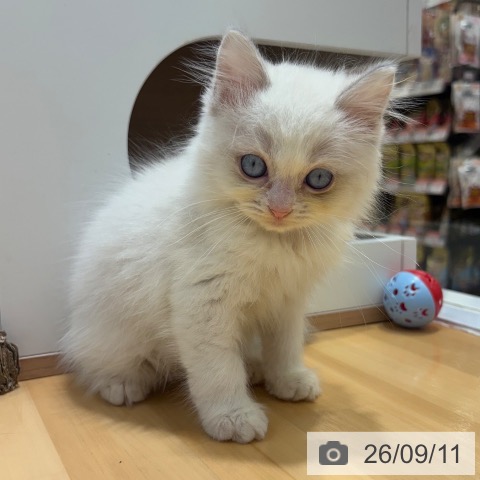 大阪府のラグドール (ペットプラス 堺鉄砲町店/2026年6月25日生まれ/男の子/ブルーポイントバイカラー)の子猫の3枚目の画像