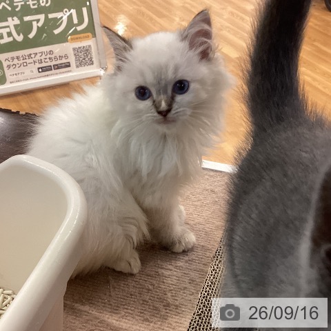 京都府のラグドール (ペットプラス イオンモールKYOTO店/2026年6月23日生まれ/女の子/シールポイントミテッド)の子猫の4枚目の画像