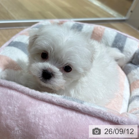 大阪府のマルチーズ (ペットプラス イオン大日店/2026年7月12日生まれ/女の子/ホワイト)の子犬の4枚目の画像