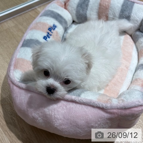 大阪府のマルチーズ (ペットプラス イオン大日店/2026年7月12日生まれ/女の子/ホワイト)の子犬の3枚目の画像
