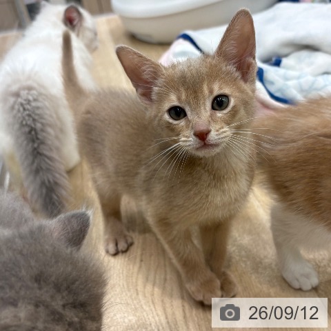 大阪府のアビシニアン (ペットプラス イオン大日店/2026年7月12日生まれ/男の子/フォーン)の子猫の4枚目の画像