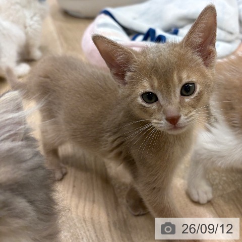 大阪府のアビシニアン (ペットプラス イオン大日店/2026年7月12日生まれ/男の子/フォーン)の子猫の3枚目の画像