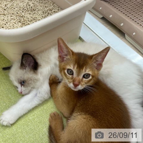 アビシニアンの写真