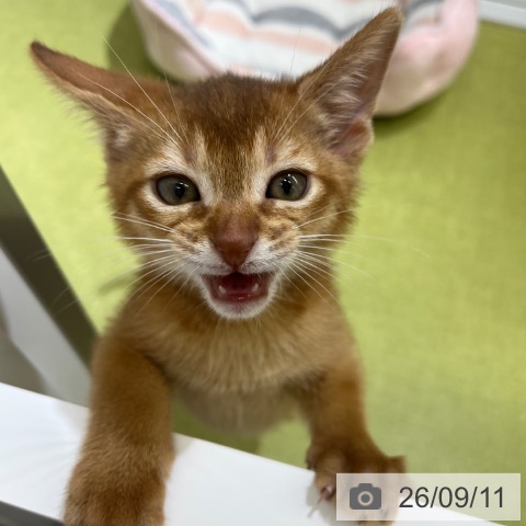 アビシニアンの写真