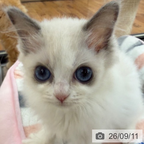 ラグドールの写真