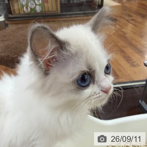 ラグドールの写真