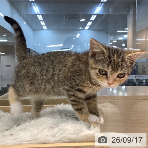 大阪府のスコティッシュフォールド (ペットプラス りんくう泉南店/2026年7月1日生まれ/女の子/ブラウンパッチドタビーホワイト)の子猫の3枚目の画像