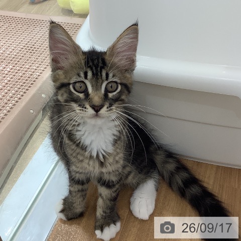 大阪府のメインクーン (ペットプラス りんくう泉南店/2026年7月13日生まれ/男の子/ブラウンタビーホワイト)の子猫の4枚目の画像
