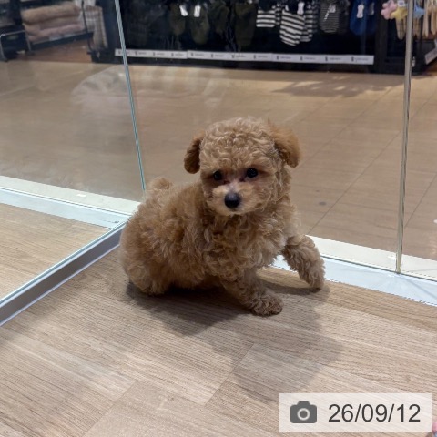 大阪府のトイプードル(トイ) (ペットプラス イオン大日店/2026年7月12日生まれ/男の子/オレンジフォーン)の子犬の4枚目の画像
