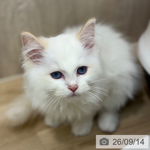 ラグドールの写真