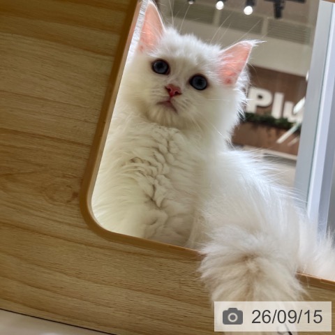 ラグドールの写真