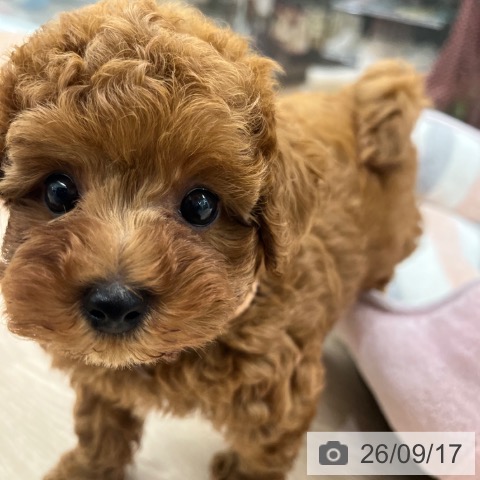 大阪府のトイプードル(トイ) (ペットプラス 堺鉄砲町店/2026年7月14日生まれ/男の子/レッドフォーン)の子犬の4枚目の画像