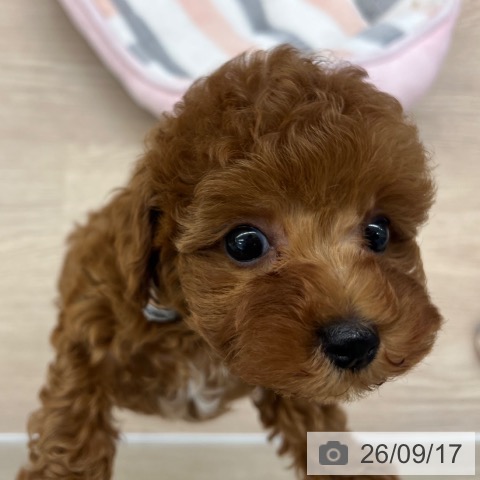 大阪府のトイプードル(トイ) (ペットプラス 堺鉄砲町店/2026年7月14日生まれ/男の子/レッドフォーン)の子犬の3枚目の画像