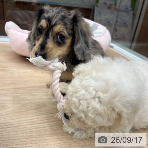 ミニチュア・ダックスフンドの写真