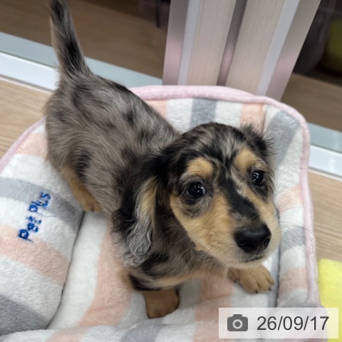 ミニチュア・ダックスフンドの写真