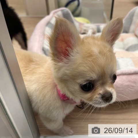チワワの写真