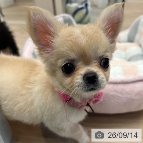 チワワの写真
