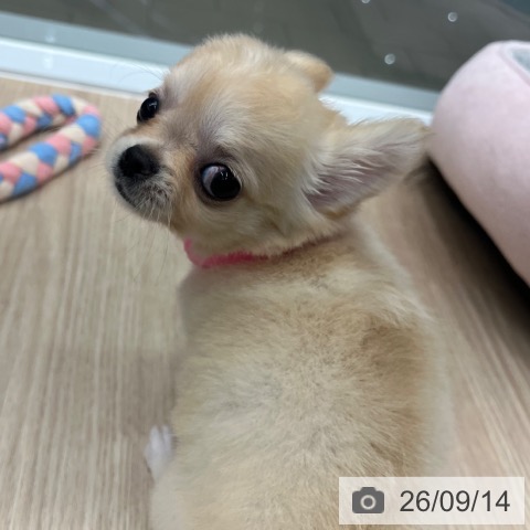 チワワの写真