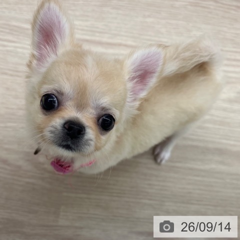 チワワの写真